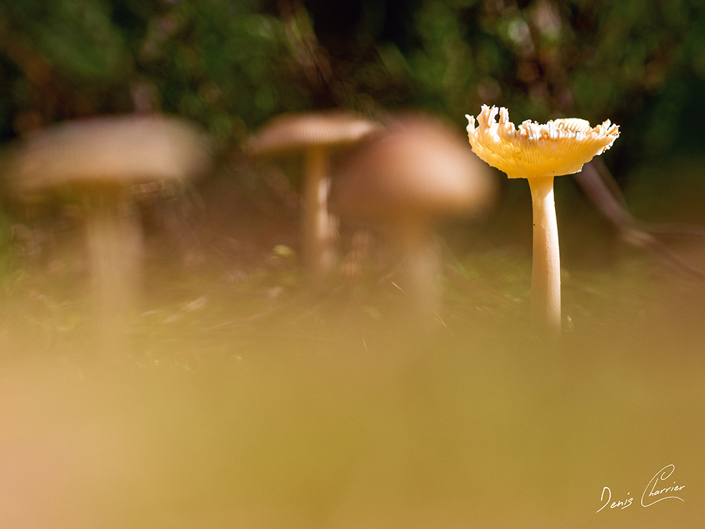 Champignons
